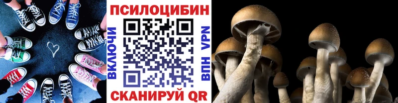 Галлюциногенные грибы Cubensis  blacksprut сайт  нарко площадка телеграм  наркошоп  Ачхой-Мартан 